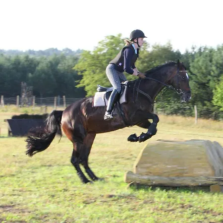 Cozy On A Horse Farm In The L Neburg Heath *